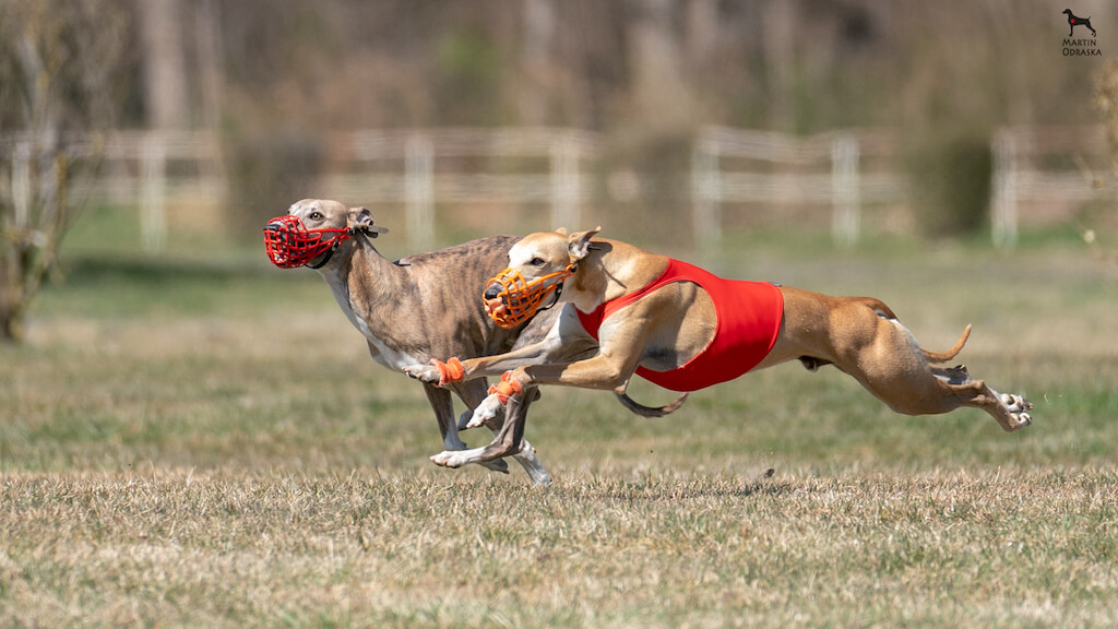 Central European Coursing Derby 2022