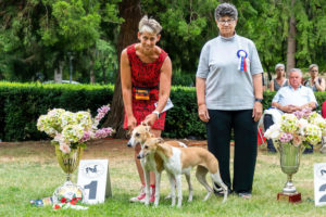 FCI Central European Sighthound speciality and Club show in Mojmírovce 6.-7.8.2022
